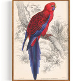 Papagei Parrot Crimson Rosella (1836)