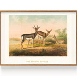 Gazelle Persian Gazelle (1861)